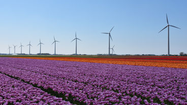 Een rij windmolens in een bloemenveld